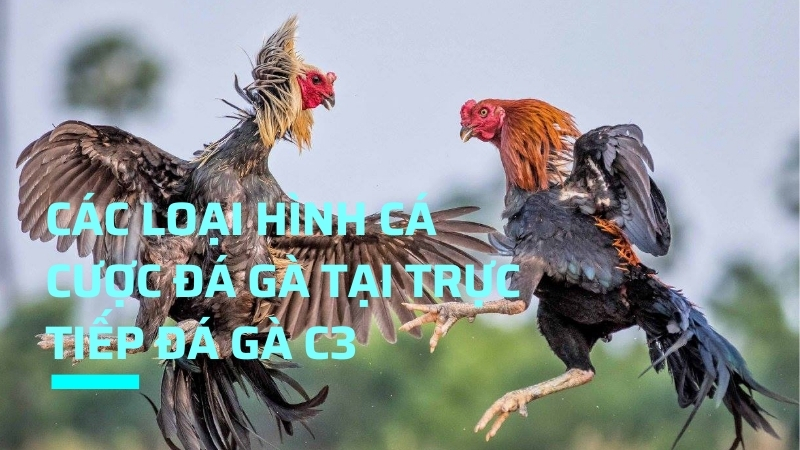 Các loại hình cá cược đá gà Thomo, CPC1, CPC2, CPC3