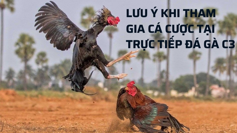 Lưu ý khi tham gia cá cược tại đá gà trực tiếp C3 hôm nay